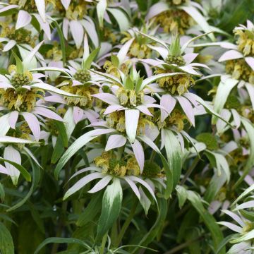 Monarda punctata (semillas) - Bergamota silvestre
