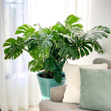 Semillas de Monstera deliciosa