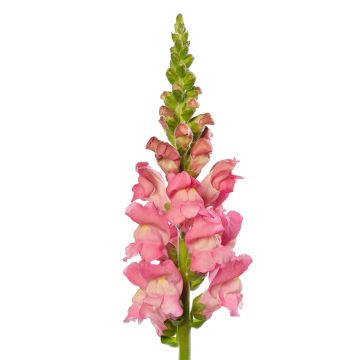 Antirrhinum majus F1 Avignon Cherry Rose II (semillas) - Boca de dragón