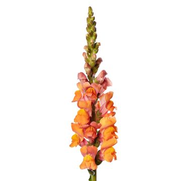 Antirrhinum majus F1 Avignon Deep Orange II (semillas) - Boca de dragón