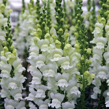 Semillas de Boca de Dragón Opus III/IV Fresh White - Antirrhinum majus Semillas de Boca de Dragón Opus III/IV Fresh White - Antirrhinum majus