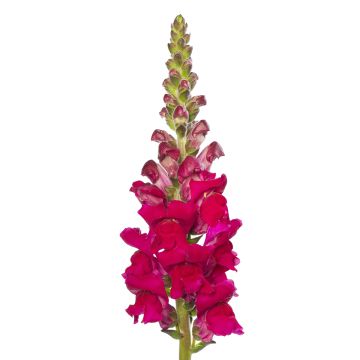 Semillas de Boca de Dragón F1 Orleans Lilac IV - Antirrhinum majus