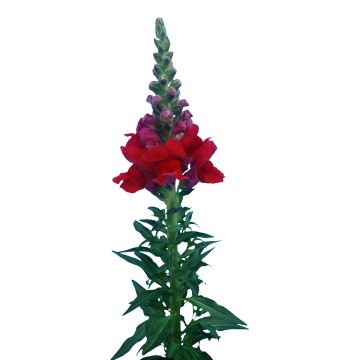 Antirrhinum majus F1 Orleans Red IV (semillas) - Boca de dragón