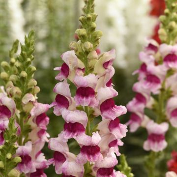 Graines de Muflier F1 Potomac Plumblossom - Antirrhinum majus