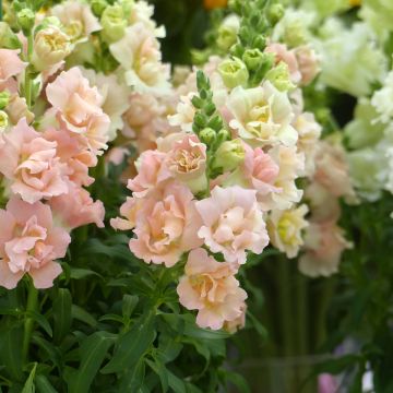Antirrhinum majus F1 Snapstar Champagne (semillas) - Boca de dragón