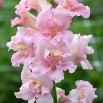 Antirrhinum majus Madame Butterfly F1 Pink (semillas) - Boca de dragón