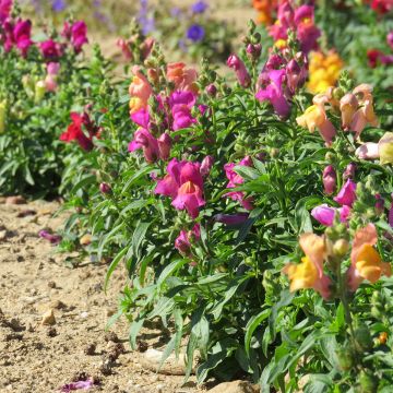 Semillas de Boca de Dragón enano Magic Carpet Mix - Antirrhinum majus Semillas de Boca de Dragón enano Magic Carpet Mix - Antirrhinum majus