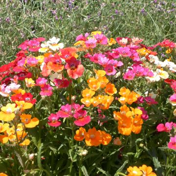 Nemesia strumosa Carnival Mix (Semillas)