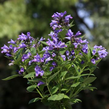 Nepeta subsessilis Dark Blue Panther - Menta de gato