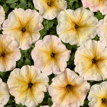 Petunia Ingrid F1 (Semillas recubiertas)