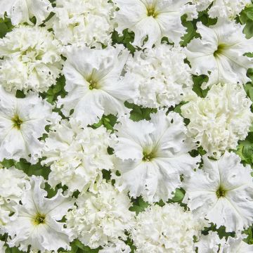 Petunia fimbriata White Double (Semillas recubiertas)