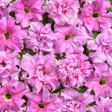 Petunia grandiflora Peace (1947) (Semillas recubiertas)