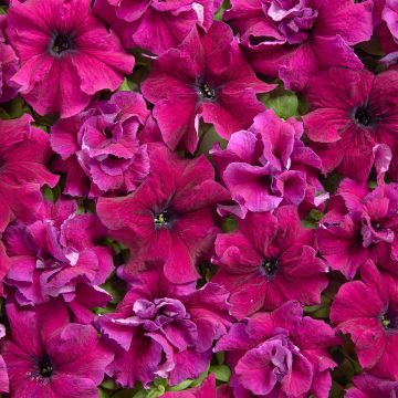 Petunia grandiflora Purple Dwarf (1958) (Semillas recubiertas)