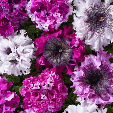 Petunia grandiflora Superbissima Cerny's Triumph (Semillas recubiertas)