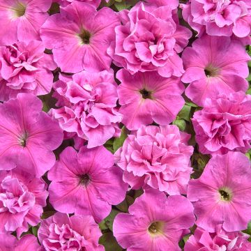 Petunia multiflora Rosa Bonheur (Semillas recubiertas)
