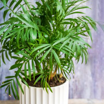 Chamaedorea elegans Collinea (semillas) - Palmera de salón
