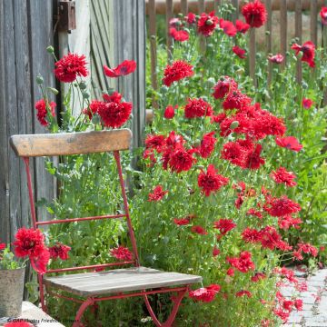 Adormidera Red Peony - Papaver somniferum