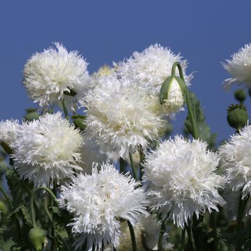Semillas de Adormidera White Swan - Papaver somniferum