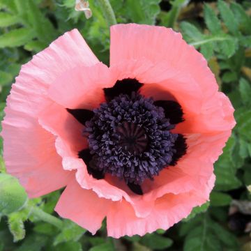 Semillas de Amapola oriental Prinzessin Viktoria Luise - Papaver orientale