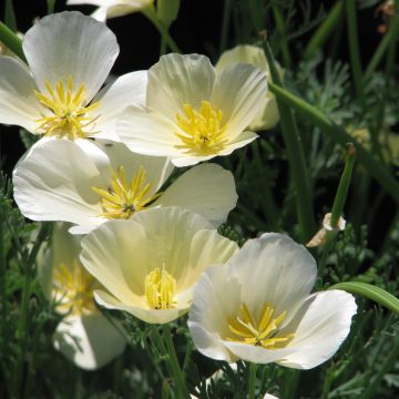 Eschscholzia californica Alba - Amapola de California