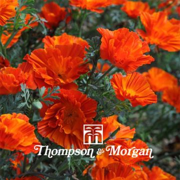 Eschscholzia californica Copper Swirl - Amapola de California