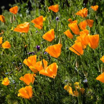 Eschscholzia californica Orange King - Amapola de California