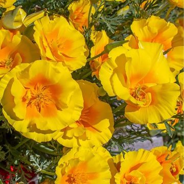 Eschscholzia californica Yukon Gold - Amapola de California