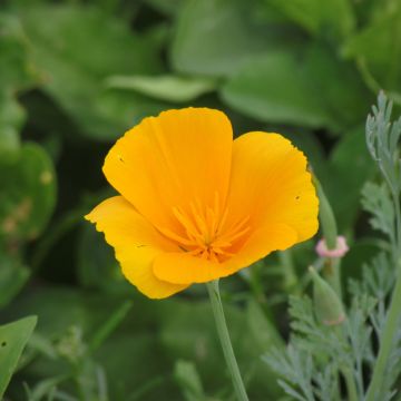 Semillas de Amapola de California aurantiaca naranja BIO