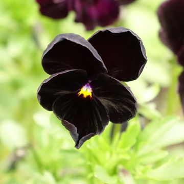Viola Black Cristal - Violeta