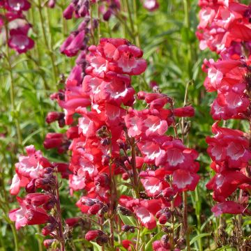 Semillas de Penstemon hartwegii Le Phare (Scarlet queen) Semillas de Penstemon hartwegii Le Phare (Scarlet queen)