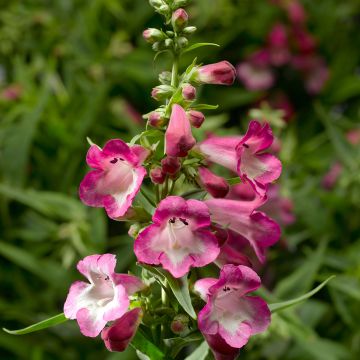 Penstemon hartwegii Arabesque Orchid (semillas)