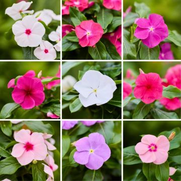 Catharanthus roseus Heatwave Mix (semillas) - Vinca