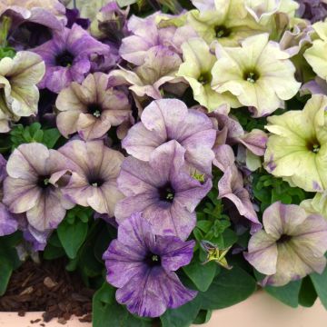 Petunia Shake F1 Blueberry