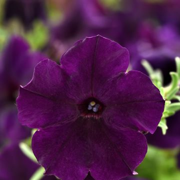 Petunia Easy Wave®