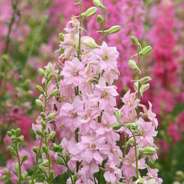 Espuela de caballero - Delphinium consolida Imperial QIS Light Pink