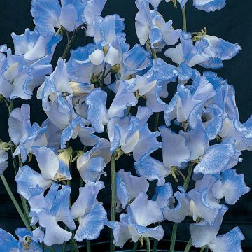 Guisante de olor Blue Ripple - Lathyrus odoratus