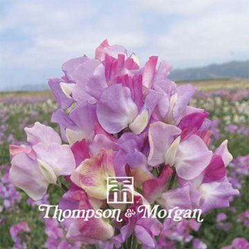 Guisante de olor Prima Ballerina - Lathyrus odoratus