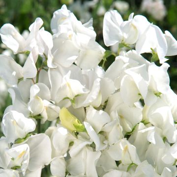 Semillas de Guisante de olor Spencer Royal Wedding - Lathyrus odoratus