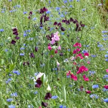 Semillas de Guisante de olor Spencer Mix BIO - Lathyrus odoratus