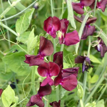 Semillas de Guisante de olor Spring Sunshine Burgundy - Lathyrus odoratus