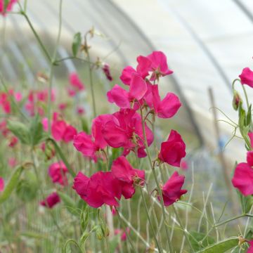 Semillas de Guisante de olor Spring Sunshine Cerise - Lathyrus odoratus