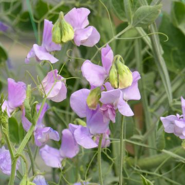 Semillas de Guisante de olor Spring Sunshine Lilac - Lathyrus odoratus