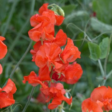 Guisante de olor Spring Sunshine Orange - Lathyrus odoratus