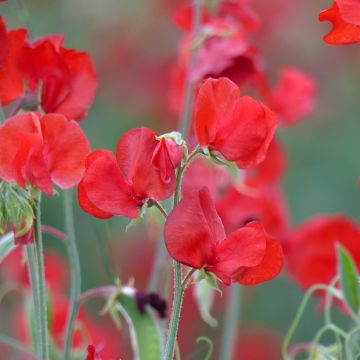 Semillas de Guisante de olor Spring Sunshine Scarlet - Lathyrus odoratus