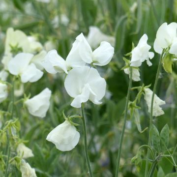 Semillas de Guisante de olor Spring Sunshine White - Lathyrus odoratus
