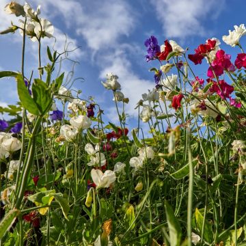 Semillas de Guisante de olor Winter Sunshine Formula Mix - Lathyrus odoratus