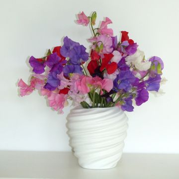 Semillas de Guisante de olor Winter Sunshine Formula Mix - Lathyrus odoratus