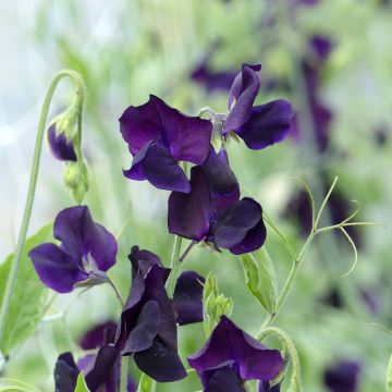 Guisante de olor Winter Sunshine Navy - Lathyrus odoratus