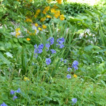 Semillas de Polemonium caeruleum Blue Pearl - Valeriana griega