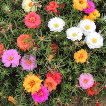 Portulaca grandiflora extra doble Mix
